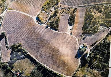 Terreno agricolo con vigneti, Luras (SS)
