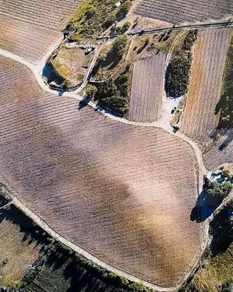 Terreno agricolo con vigneti, Luras (SS)