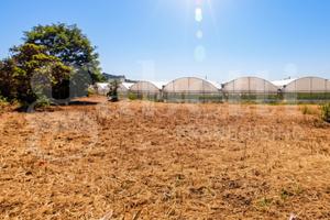 Terreno Agricolo Gaeta [Cod. rif T52VCG]