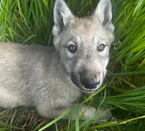 Cuccioli di Wolfdog