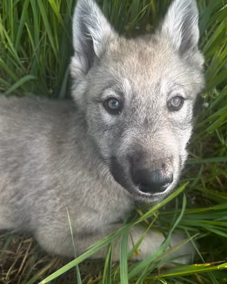 Cuccioli di Wolfdog & clc