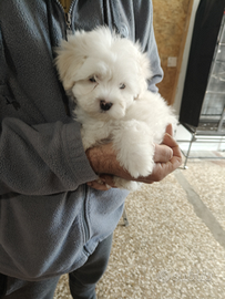 Maltese