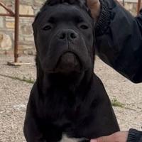 Cucciola di cane corso