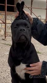 Cucciola di cane corso