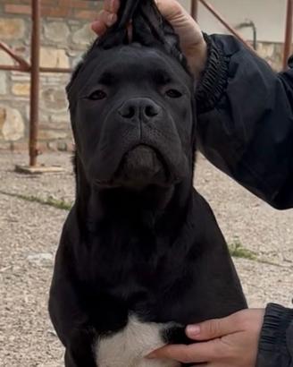 Cucciola di cane corso