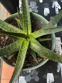 Pianta di aloe maculata