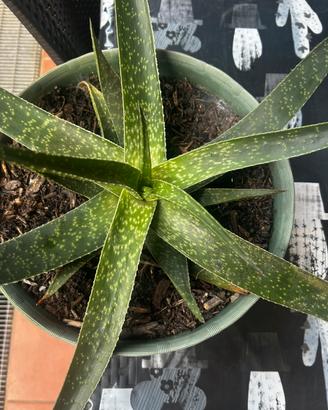 Pianta di aloe maculata