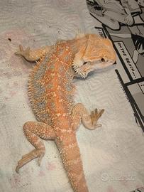 Drago barbuto