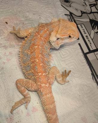 Drago barbuto