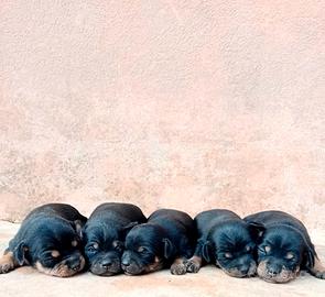 Cuccioli di PINSCHER