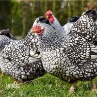 Galline