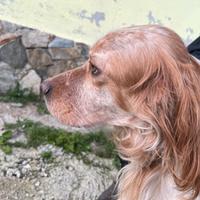 Setter inglese