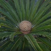 Cycas revoluta 30 anni, tronco 160 cm, in vaso