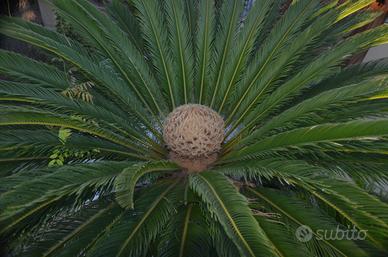 Cycas revoluta 30 anni, tronco 160 cm, in vaso