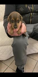 Bassotto femmina kaninchen ultima a 60 giorni legg