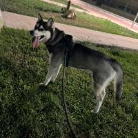 Siberian husky