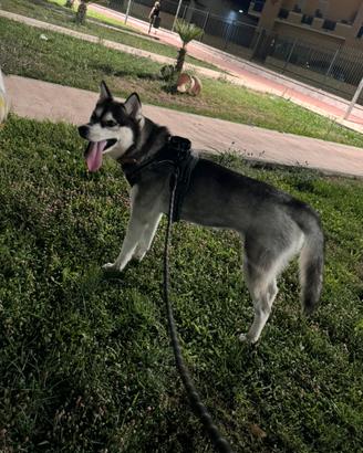 Siberian husky