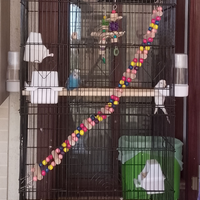 2 cocorite maschio e femmina