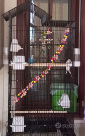 2 cocorite maschio e femmina