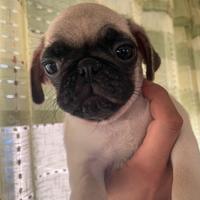 Cuccioli di carlino