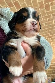 Splendida cucciola di Bovaro del Bernese