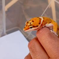 Geco leopardino