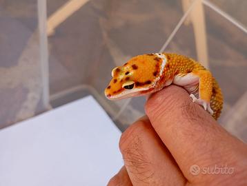 Geco leopardino