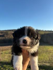 Cuccioli Border Collie
