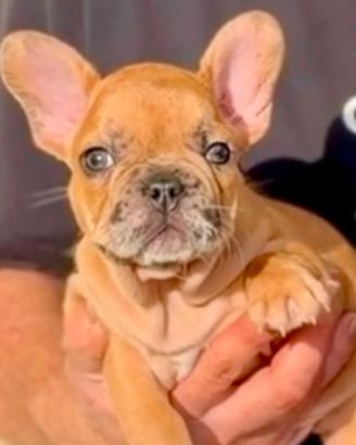Cuccioli di bulldog francese
