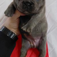 Bulldog