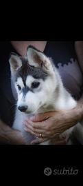Cuccioli siberian husky