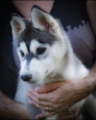 Cuccioli siberian husky