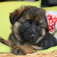 Cuccioli di pastore tedesco