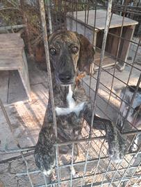 Cani da caccia