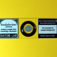 Vetrino per microscopio rari Radiolari di Barbados