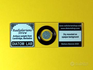 Vetrino per microscopio rari Radiolari di Barbados