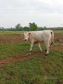 Vitelle marchigiane iscritte