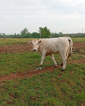 Vitelle marchigiane iscritte