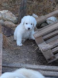 Cucciolo di Pastore Maremmano Abbruzzese 