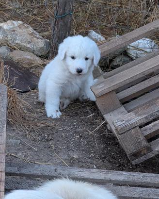 Cucciolo di Pastore Maremmano Abbruzzese 