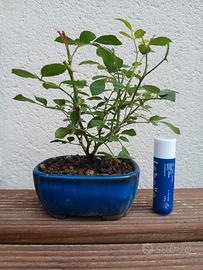 bonsai mame rosa