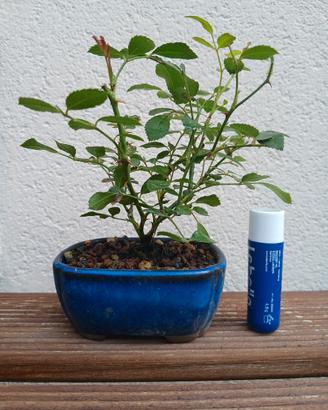 bonsai mame rosa