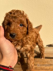 Cucciolo barboncino red toy