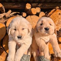 Golden retriever linea angloamericana