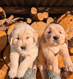 Golden retriever linea angloamericana