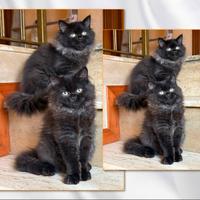 Gatti persiani Chinchilla