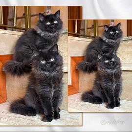 Gatti persiani Chinchilla