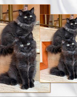 Gatti persiani Chinchilla