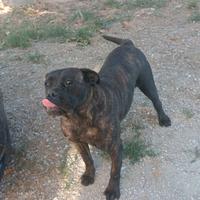 Cane corso femmina nero tigrata