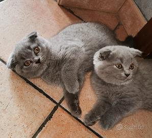 Gattini, cuccioli Scottish è British